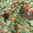 Cotoneaster horizontalis