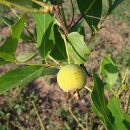 Campomanesia adamantium