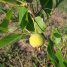 Campomanesia adamantium