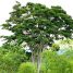 Albizia hasslerii