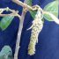 Croton floribundus