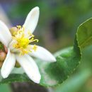 Citrus medica