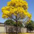 Handroanthus ochraceus