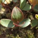 Lonicera periclymenum