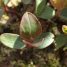 Lonicera periclymenum
