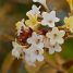 Cordia glabrata
