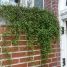 Muehlenbeckia complexa