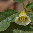 Physalis angulata