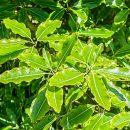 Pittosporum eugenioides