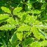 Pittosporum eugenioides