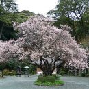 Prunus mume