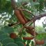 Stryphnodendron adstringens