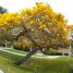 Tabebuia aurea