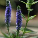 Veronica spicata