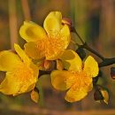 Cochlospermum regium
