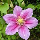 Clematis x hybrida