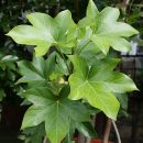 Fatshedera lizei