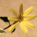 Senecio macroglossus “Variegatum”