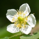 Muntingia calabura