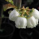 Vaccinium corymbosum