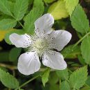 Rubus rosifolius