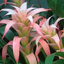 Guzmania lingulata