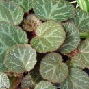 Saxifraga stolonifera