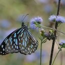 Ageratum conyzoides