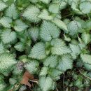 Lamium maculatum