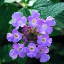 Lantana sellowiana