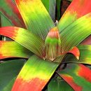 Guzmania sanguinea