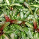 Neoregelia carolinae “Tricolor”