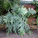 Phlebodium decumanum