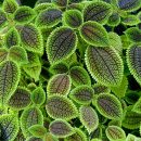 Pilea involucrata