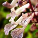 Plectranthus nummularius