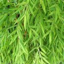 Pogonatherum paniceum