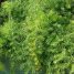 Asparagus densiflorus “Sprengeri”