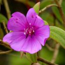 Tibouchina moricandiana