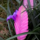 Wallisia cyanea