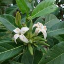 Alibertia edulis