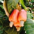 Anacardium microcarpum