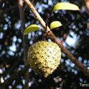Annona montana