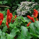 Arum italicum