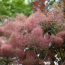Cotinus coggygria