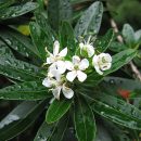 Escallonia bifida