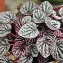 Peperomia caperata