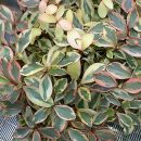 Peperomia magnoliifolia “Tricolor”