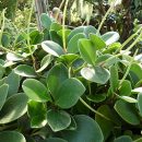 Peperomia magnoliifolia