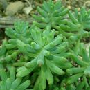 Sedum pachyphyllum
