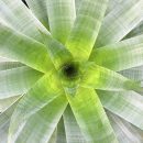 Vriesea incurvata